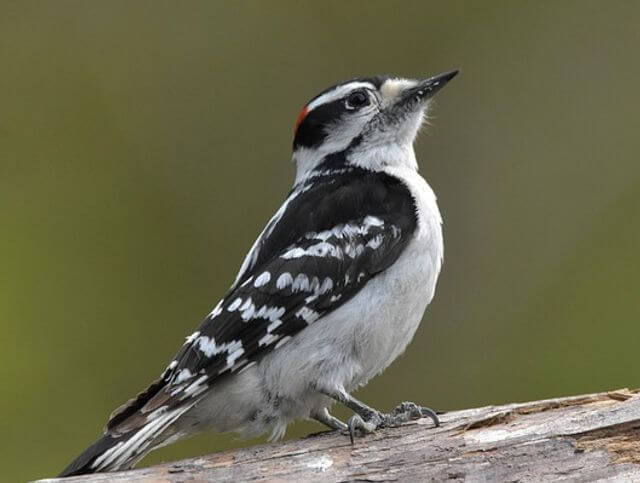 A Downy Woodpecker perched on a dead tree.