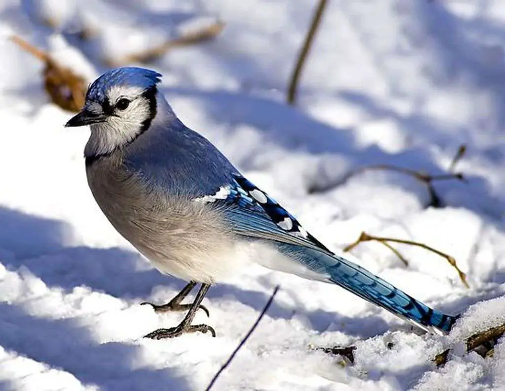 A blue jay foraging in the snow in winter.