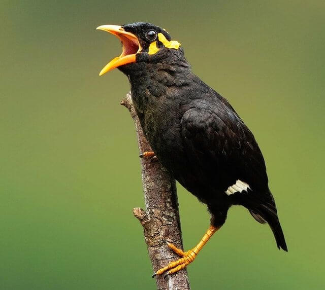A common hill myna perched on a branch.
