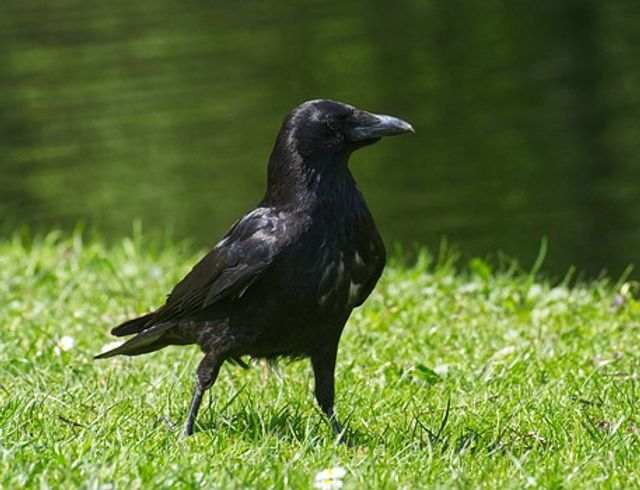 A Common Raven foraging through grass.
