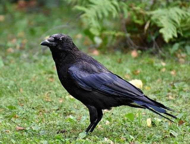 An American crow foraging on the grass.