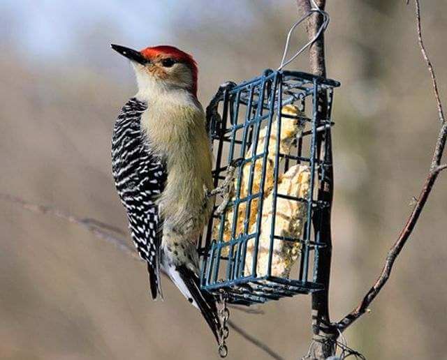 A gila woodpecker perched at a suet feeder.