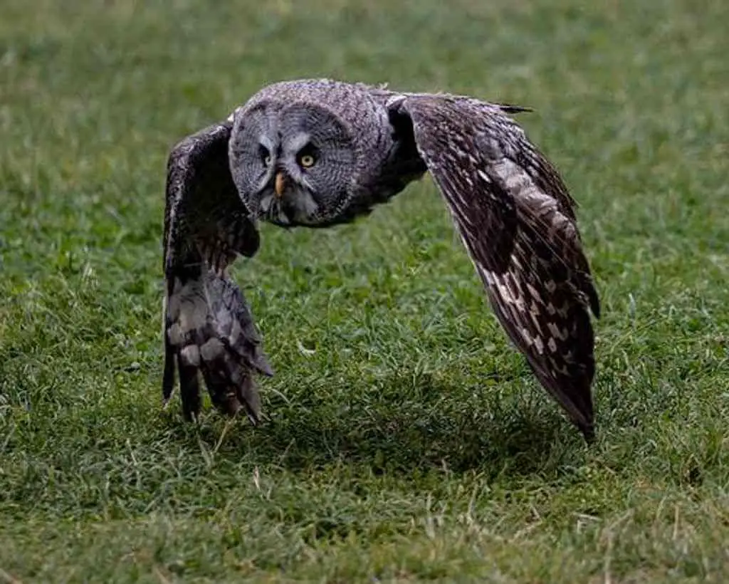 A Great Gray Owl flying close to the ground.
