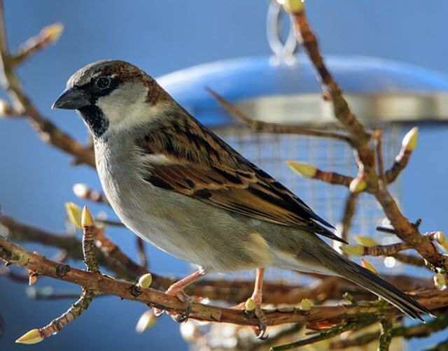 A House Sparrow perched in a tree.