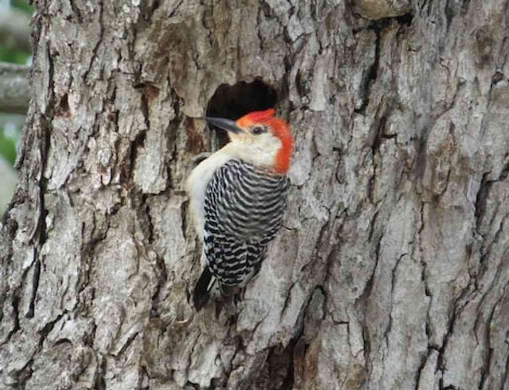 A red-bellied woodpecker making a hole in a dead tree.