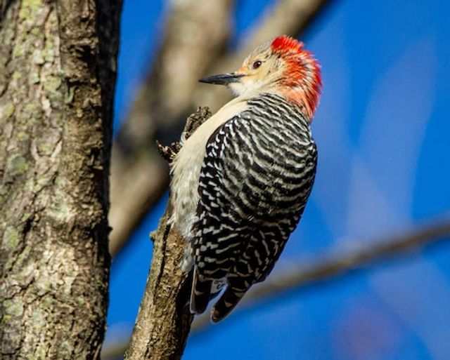 A red-bellied woodpecker perched in a tree.