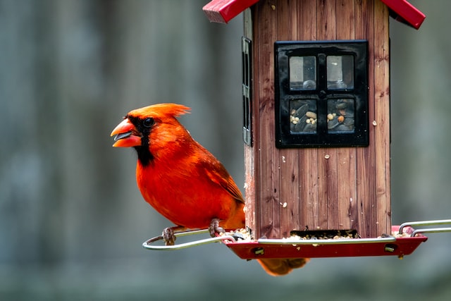 A Northern Cardinal feeding at a large bird feeder.