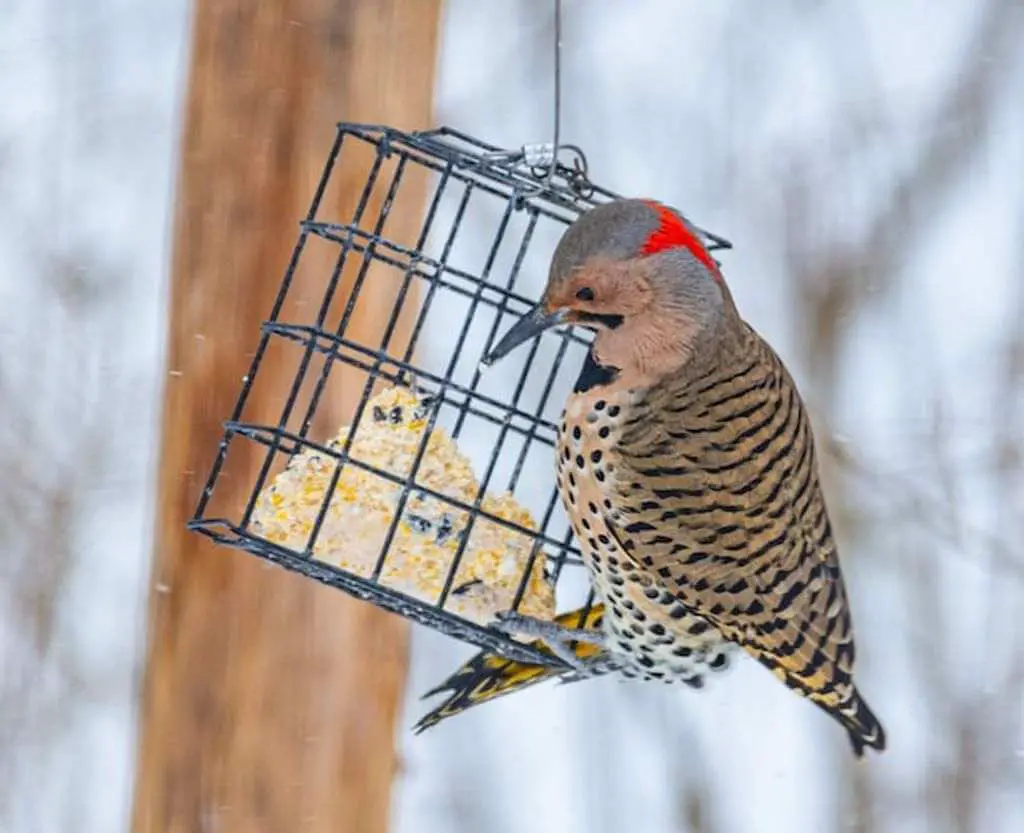 A Northern Flicker perched on asuet feeder.