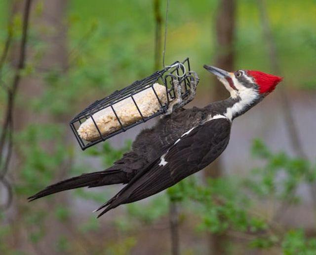 A Pileated Woodpecker perched on a suet feeder.