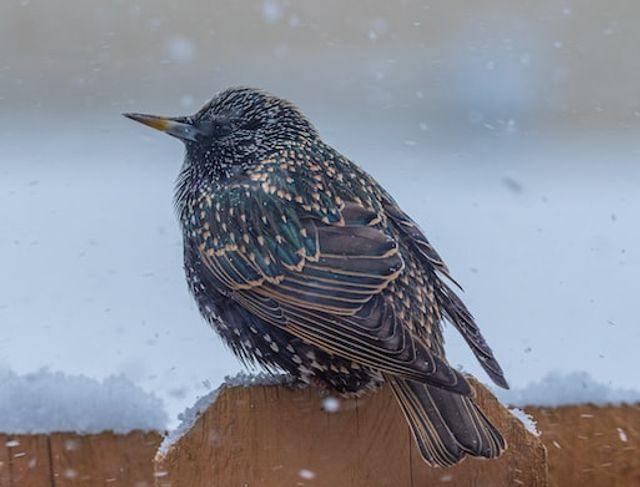 A European Starling perched on a fence during a snow storm.