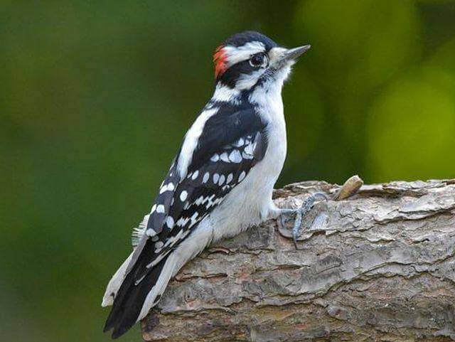 A downy woodpecker perched on a tree.