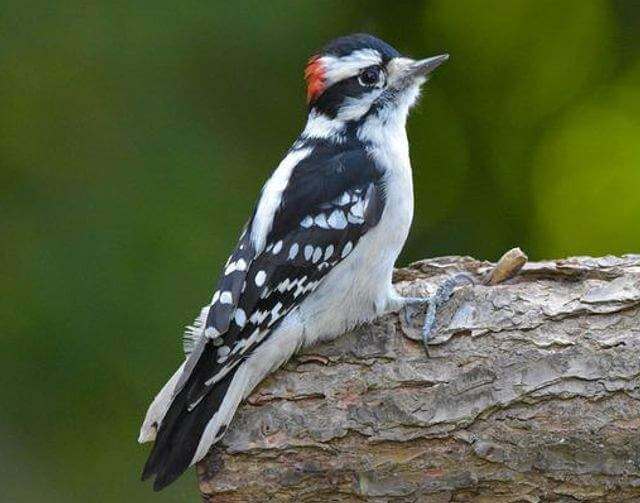 A downy woodpecker perched on a tree.