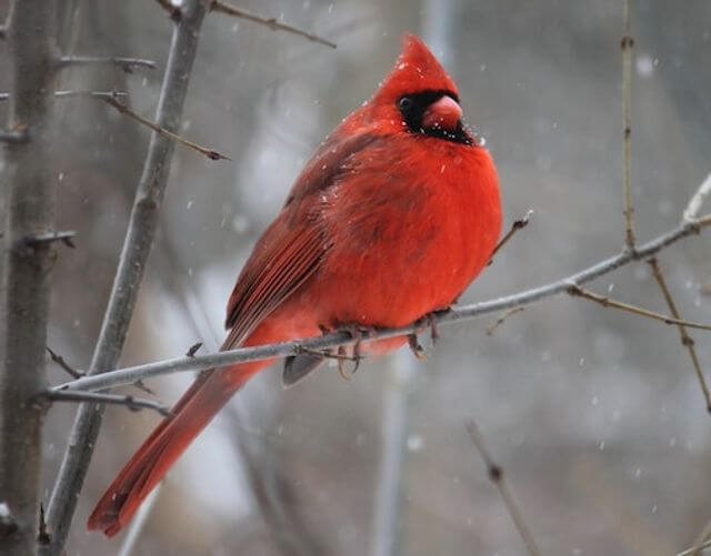 A Northern Cardinal perched on a tree branch in winter.