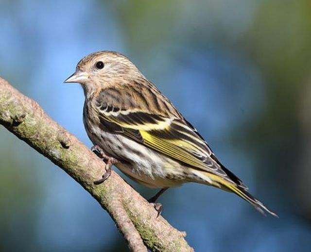 A pine siskin perched on a tree.