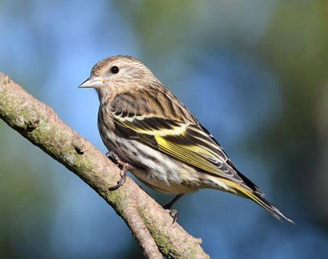 A Pine Siskin perched on a tree branch.