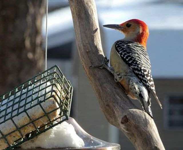 A Red-bellied Woodpecker feeding from a suet feeder in the winter.