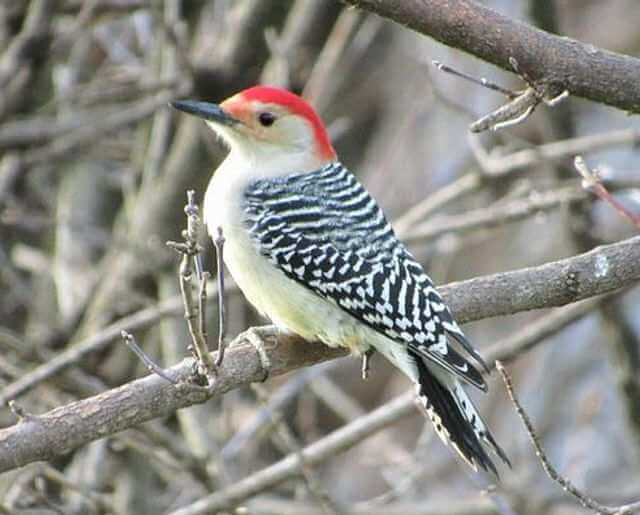 A red-bellied woodpecker perched on a tree branch.