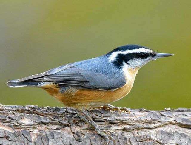 A Red-breasted Nuthatch perched on a tree.