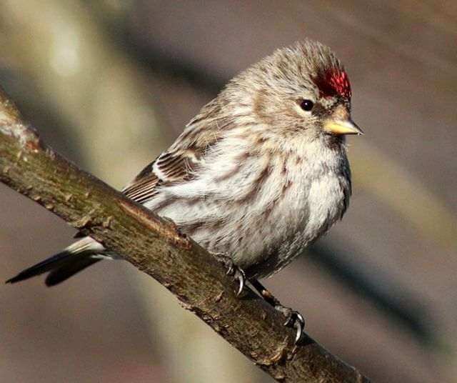A common redpoll perched on a tree branch.