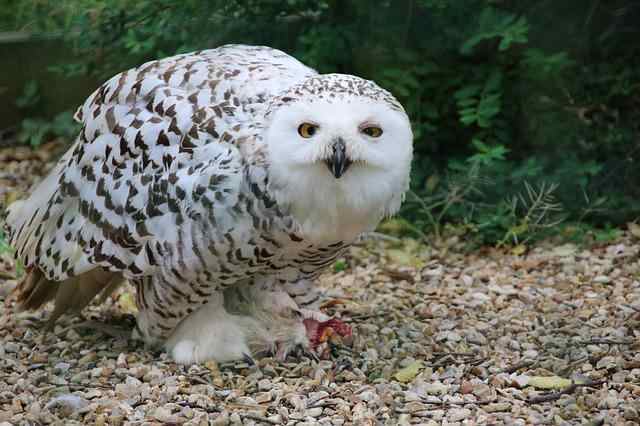 A snowy owl foraging on the ground.