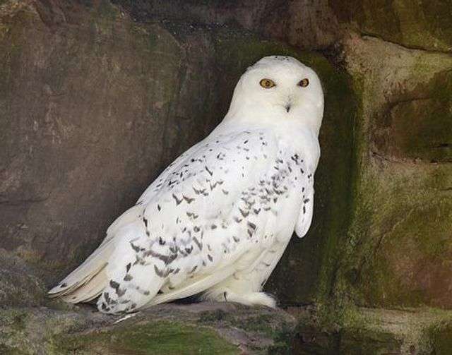 A snowy owl in a cave.