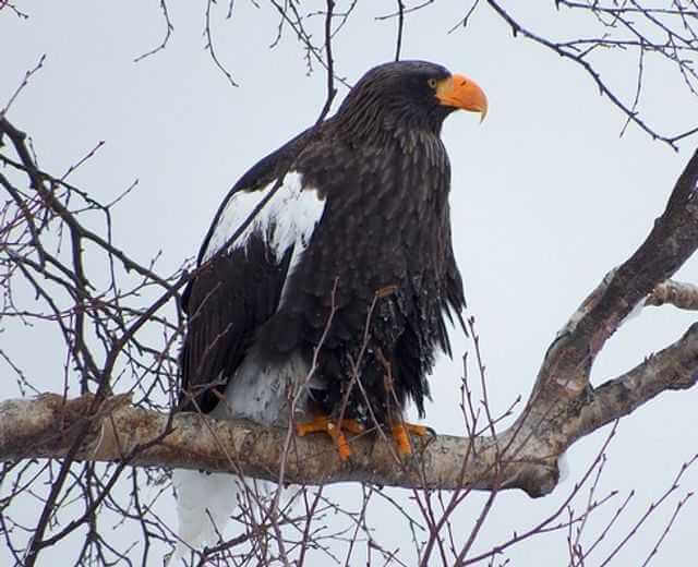 A large Steller’s Sea Eagle perched on a tree branch.