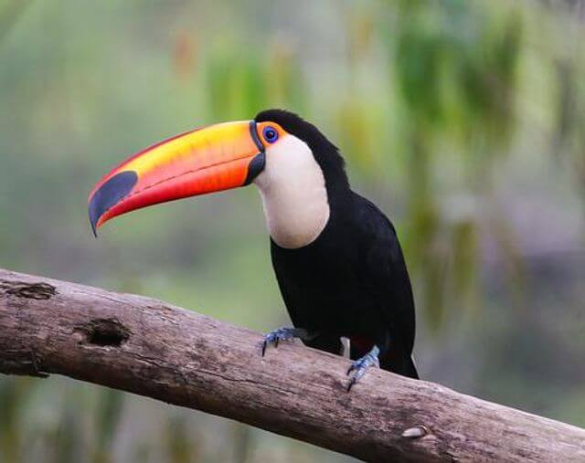 A Toco Toucan with a yellow beak perched on a tree.