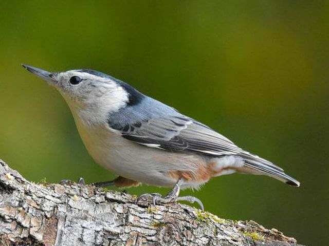 A White-breasted Nuthatch perched on a tree.