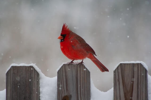 A Northern Cardinal perched on a wooden fence in winter.