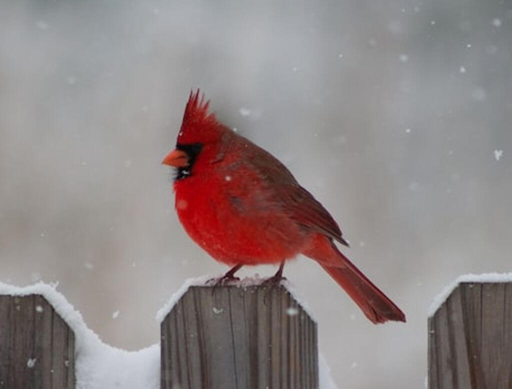 A male Northern Cardinal perched on a wooden fence during the winter.
