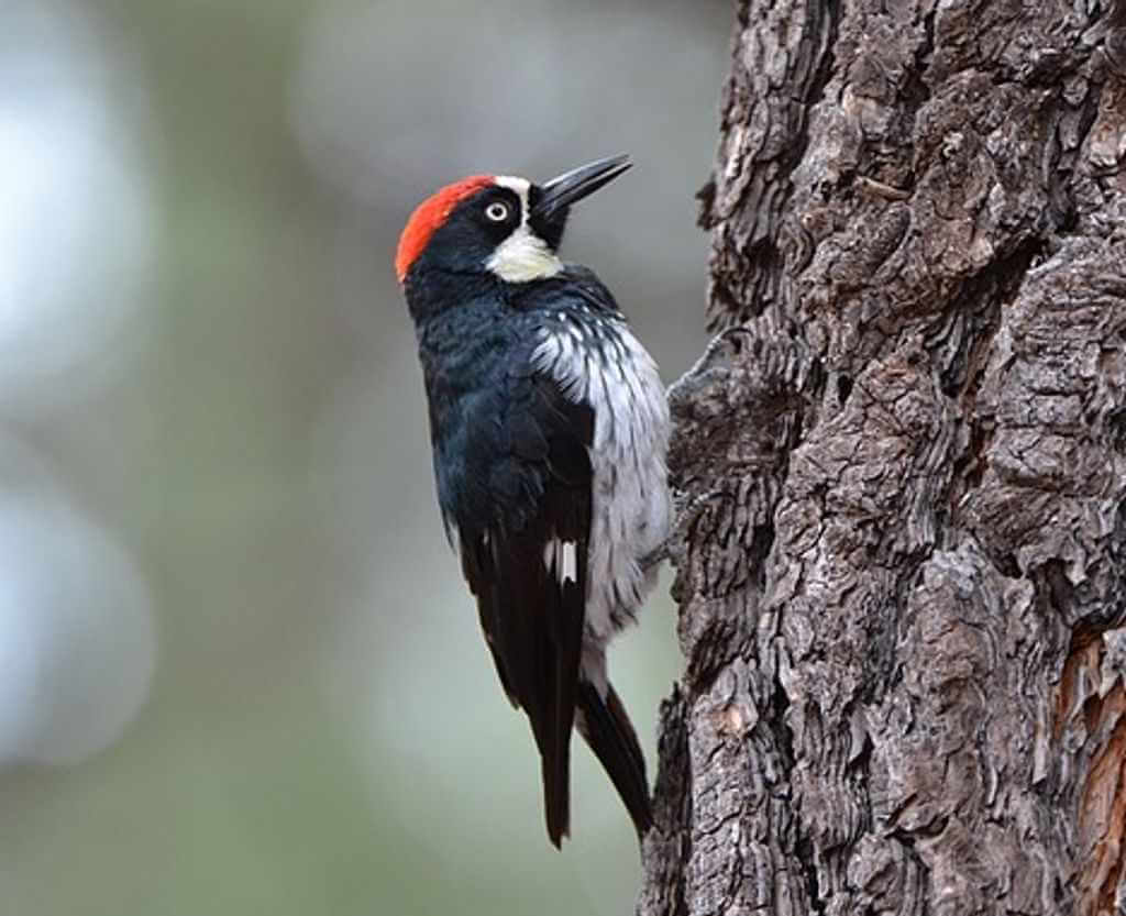 An acorn woodpecker perched on a tree.