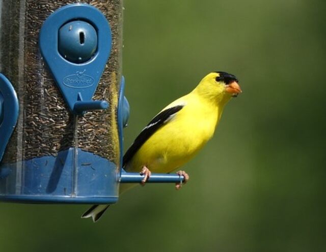 An American Goldfinch perched on a bird feeder.