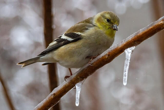 An American goldfinch perched on an ice-covered branch.

