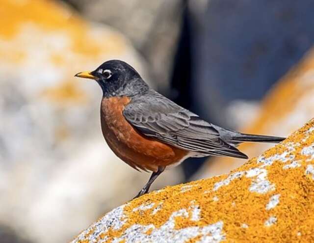 An American Robin perched on a rock.