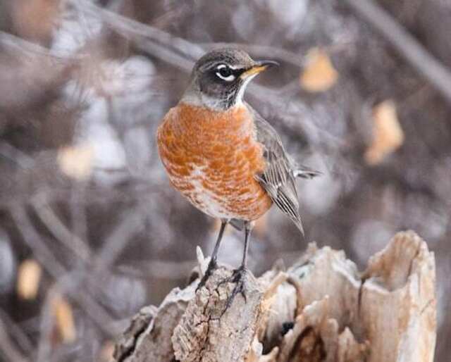 An American Robin perched on a tree stump.