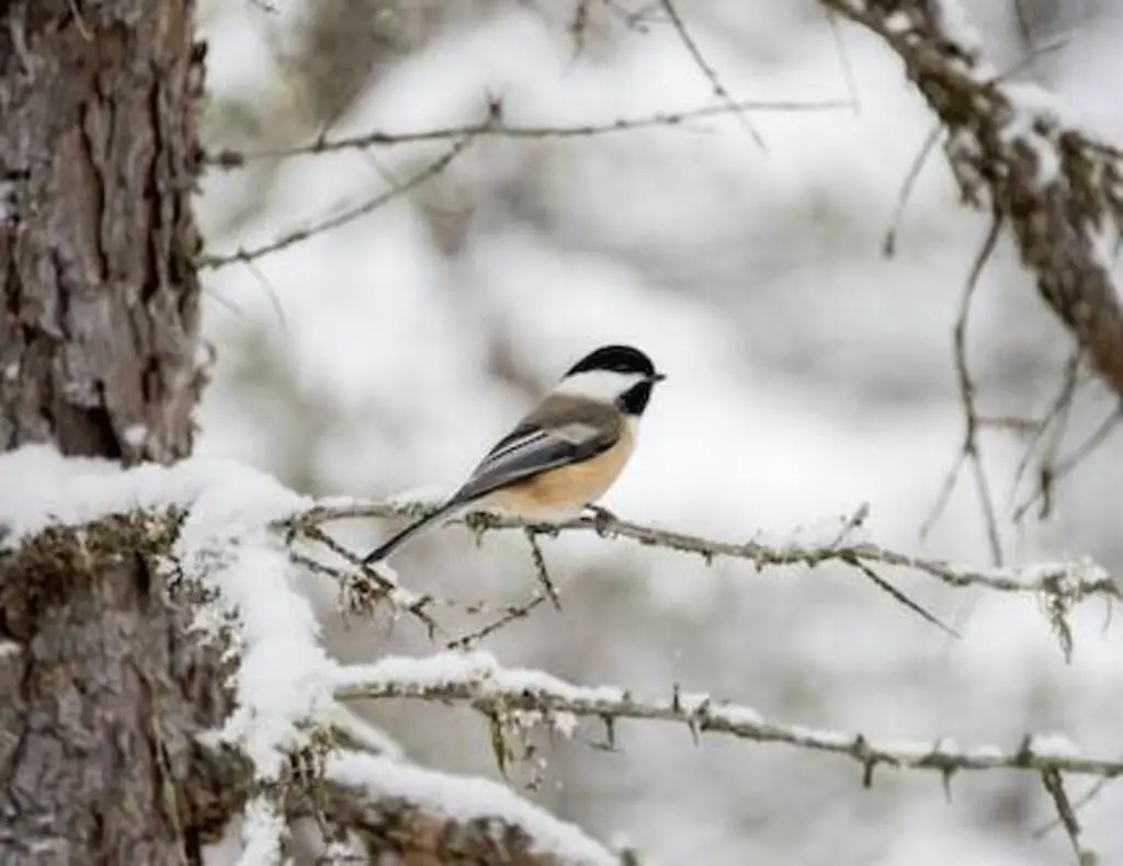 A Black-capped Chickadee perched on a tree in winter.