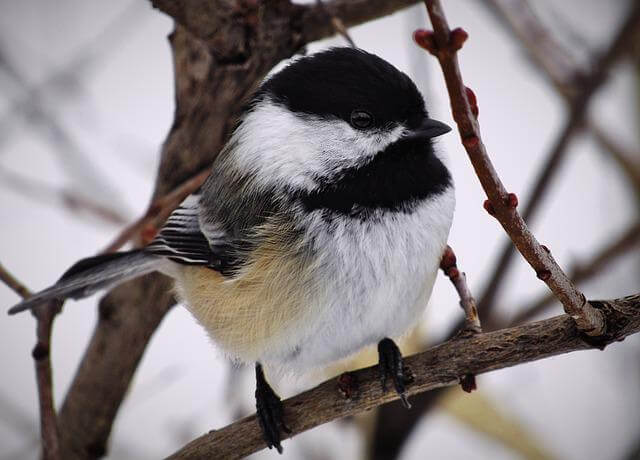 A Black-capped Chickadee perched on a tree branch in winter.