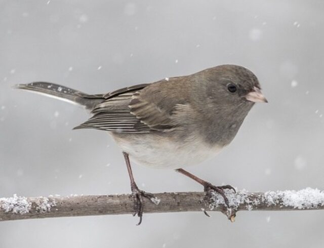 A Dark-eyed Junco perched on a tree during a snowfall in winter.