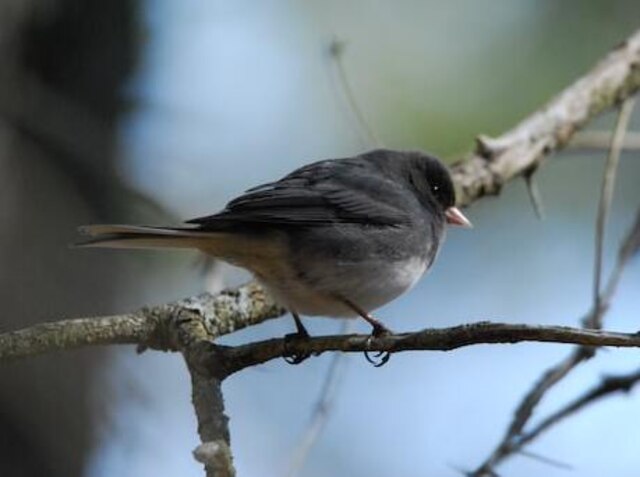 A Dark-eyed Junco perched on a tree branch in winter.