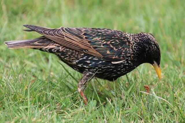 A European Starling foraging on a lawn.