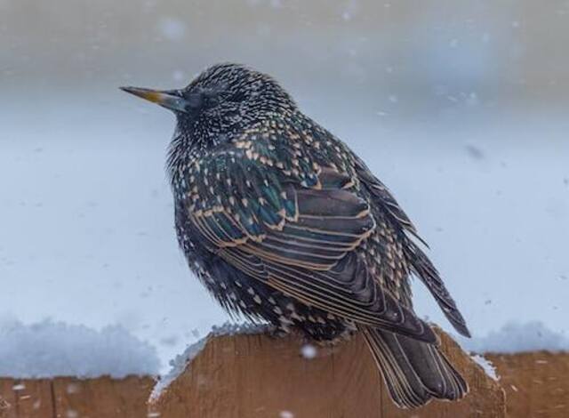 A European Starling perched on a fence in winter.