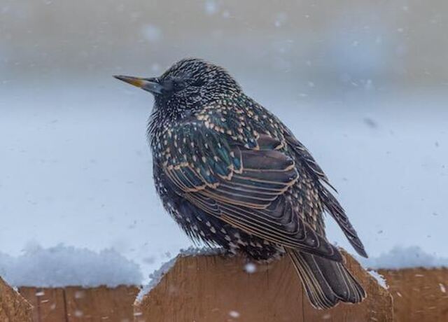 A European Starling perched on fence  in winter.