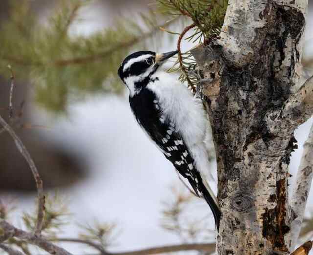 A Hairy Woodpecker drilling into a tree in winter.