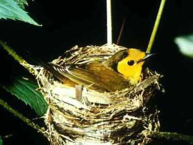 A hooded warbler in its nest incubating its eggs.