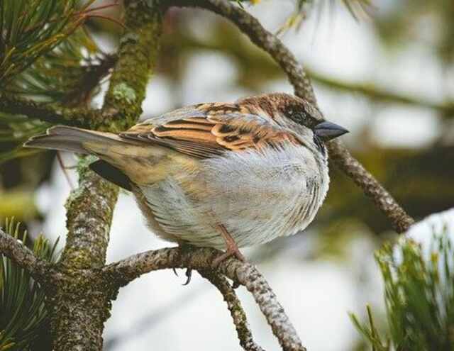 A House Sparrow perched on a pine tree in winter.