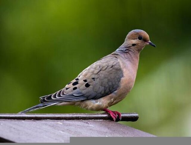 A Mourning Dove perched on birdhouse rooftop.