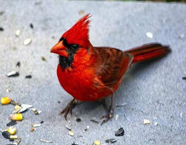 A Northern Cardinal eating seeds on the ground.