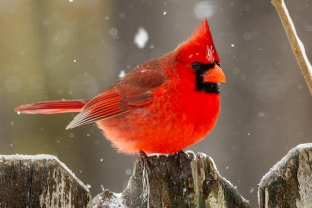 A Northern Cardinal perched on a fence in winter.