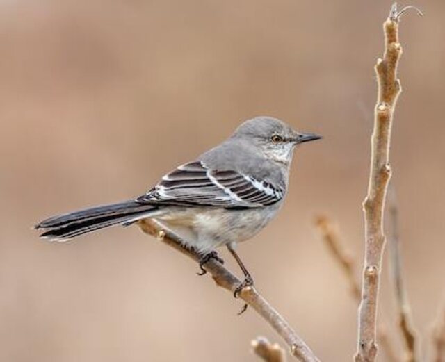 A Northern Mockingbird perched on a branch.