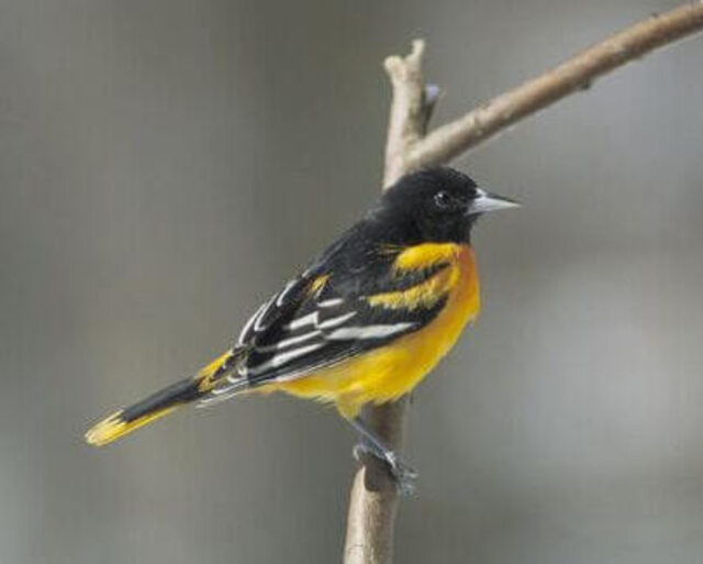 An orchard oriole perched on a tree branch.